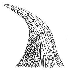 Hampeella alaris, leaf apex. Drawn from A.J. Fife 6614, CHR 405723.
 Image: R.C. Wagstaff © Landcare Research 2018 
